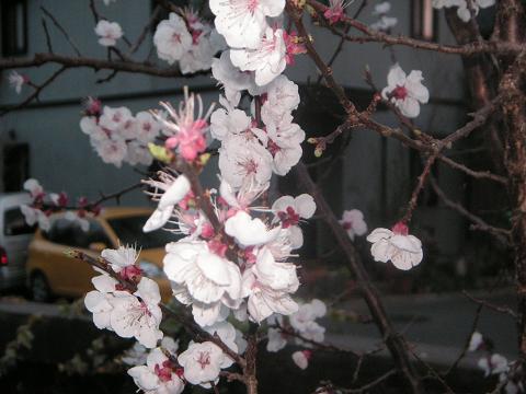 a0108115_04083.jpg