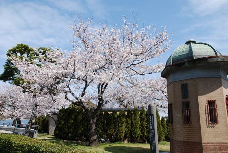 桜　2008　vol.3_d0065116_1954245.jpg