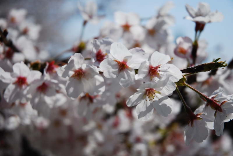 桜　2008　vol.3_d0065116_1955672.jpg