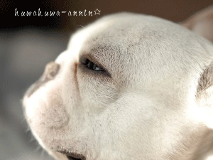 f0155120_1723037.gif