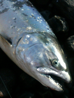 e0086526_2144578.jpg