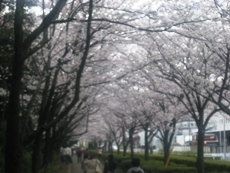 e0121228_1541684.jpg