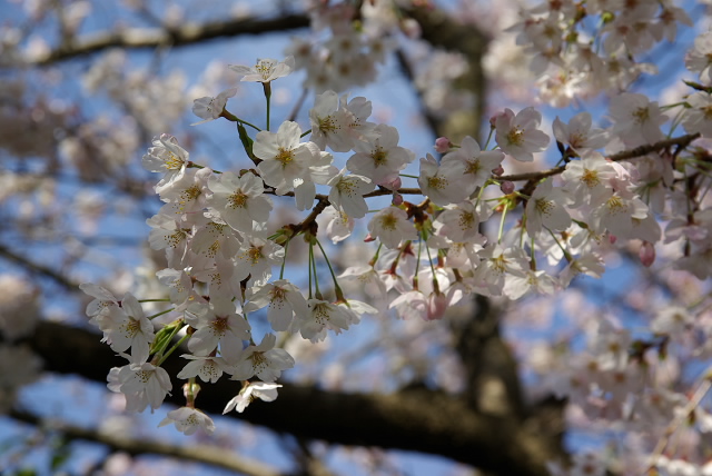 桜_d0108029_2152132.jpg