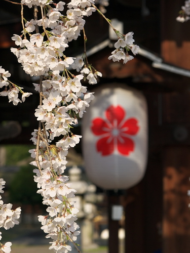 桜便り2008～京都･平野神社2～(3/29)_e0080133_23334683.jpg