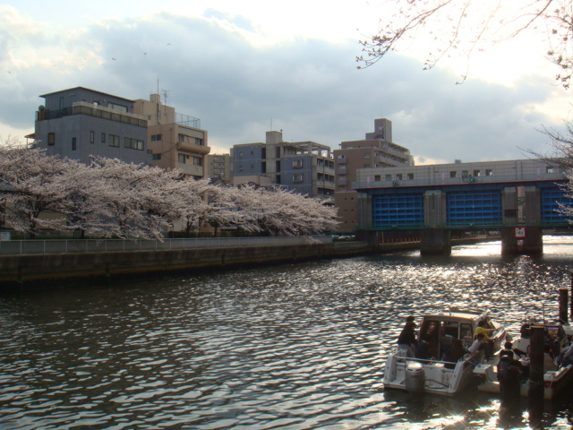 水辺の桜_d0142935_20265431.jpg