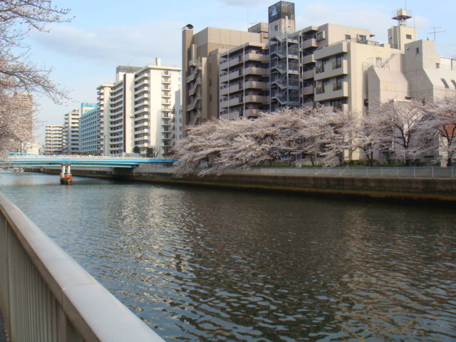 水辺の桜_d0142935_20275356.jpg