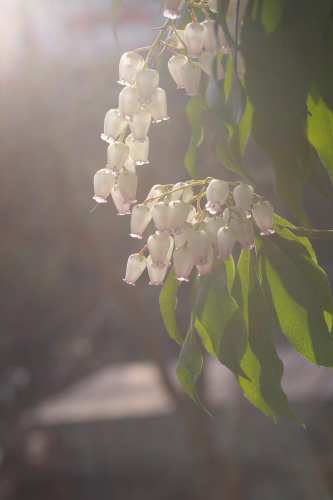 アセビ（馬酔木）の花_e0145635_251397.jpg