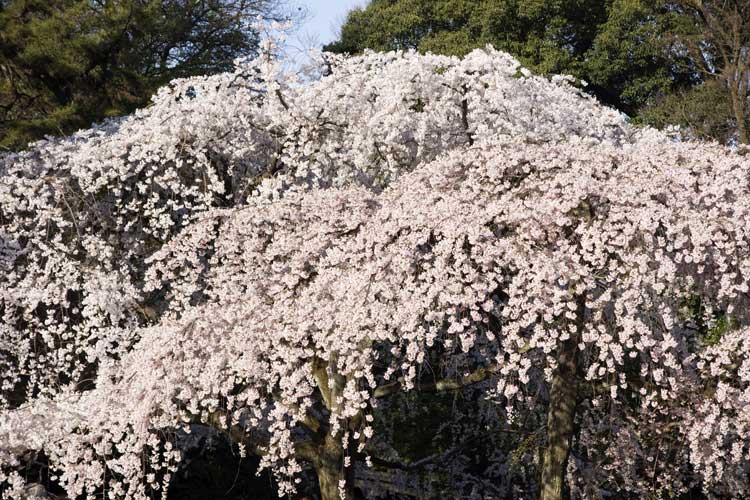 2008:さくら、桜:府庁、平安、御苑_d0030636_2113141.jpg