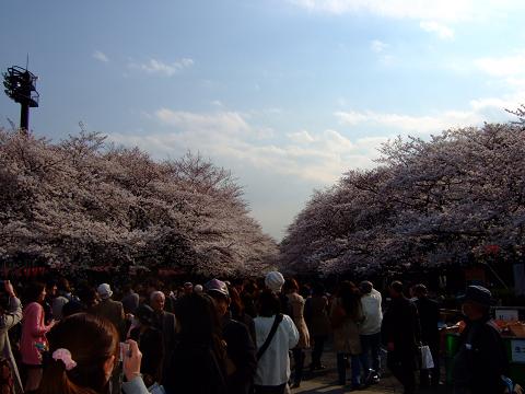 サクラサク♪上野公園_a0018237_063863.jpg