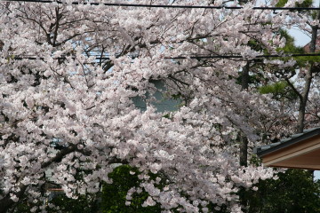 湘南桜めぐり_c0079944_23163039.jpg