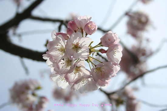 Cherry Blossom_c0085144_20561913.jpg