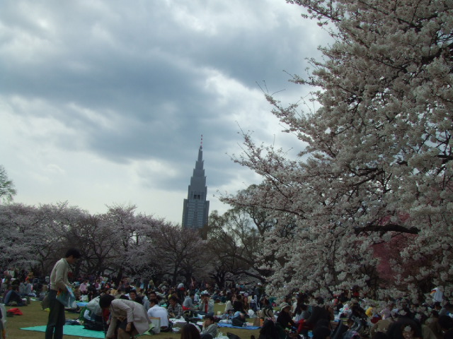 新宿御苑の満開の桜_c0071545_18441036.jpg