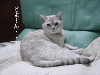f0116546_18565713.gif