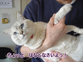 f0116546_18595837.gif