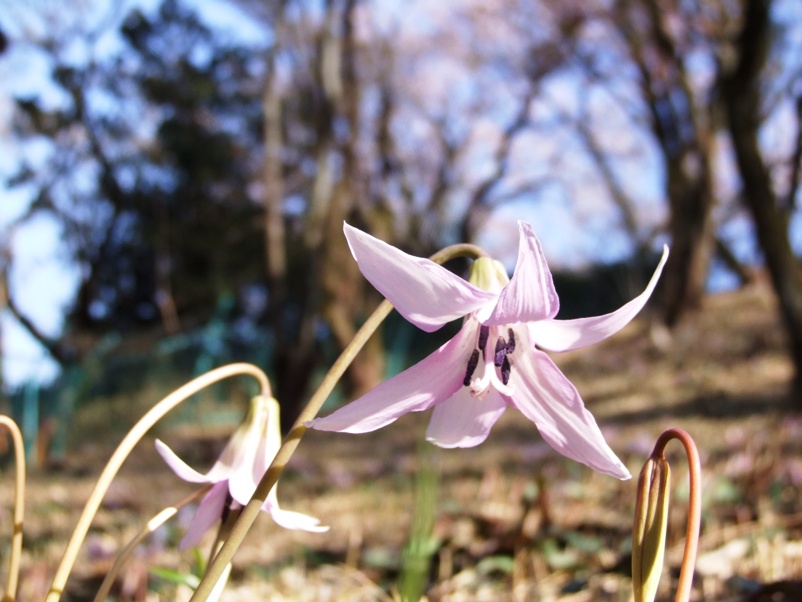 牧之原公園のカタクリ_a0103948_1555075.jpg