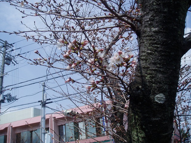 桜はまだですね_c0107149_1250959.jpg