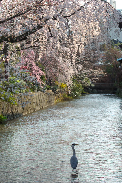 一瞬の一撮_e0056449_20521552.jpg