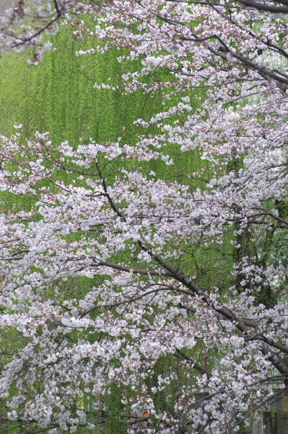 一瞬の一撮_e0056449_2191067.jpg