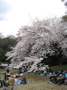 桜散歩④／明治神宮～代々木公園_e0028650_23101126.jpg