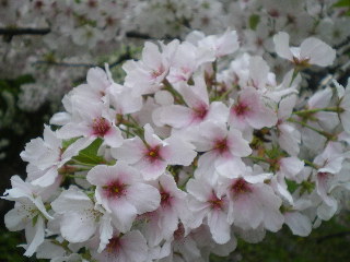 c0118352_2261575.jpg