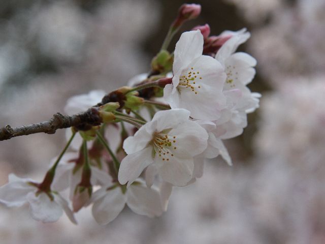佐鳴湖畔の桜模様_c0135957_1944582.jpg