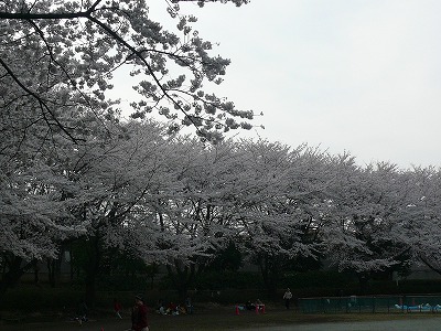 満開の桜_c0089360_2317649.jpg