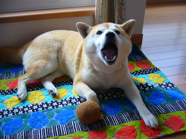 3月29日(土)春なのね~ ♪_f0060461_1775917.jpg