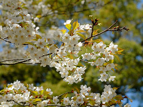 山桜。_b0129662_211189.jpg