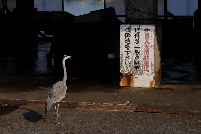 一人旅　（二日目　日中）_f0067667_64396.jpg