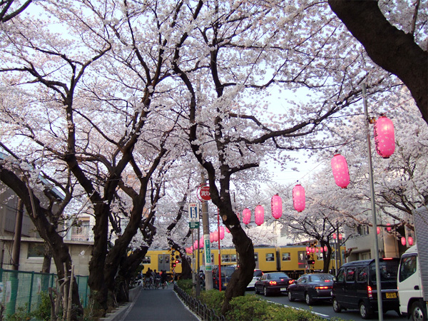 桜散歩_b0059268_211535.jpg