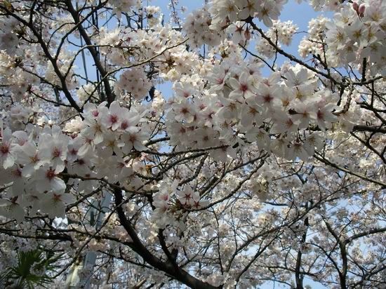 常照時の桜_b0033169_22575023.jpg