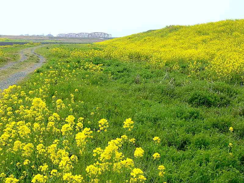 筑後川河畔の菜の花_b0018270_1738326.jpg