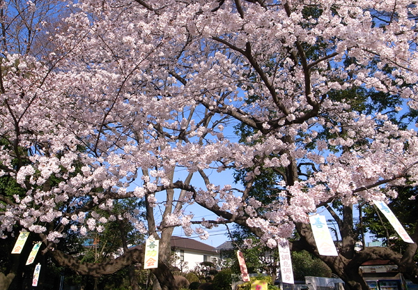 花見の短冊_c0155474_1136357.jpg