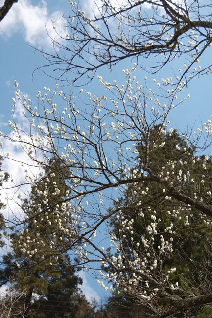 c0054876_1751967.jpg