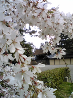 御所の枝垂桜と日吉陶器祭_b0032077_19572599.jpg