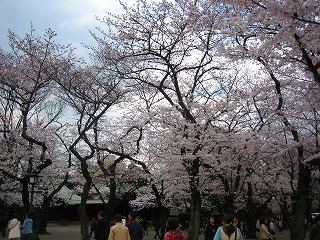 さくらさく　【北の丸公園＆靖国神社】_e0134878_11105796.jpg