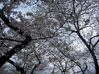 さくらさく　【北の丸公園＆靖国神社】_e0134878_11112642.jpg