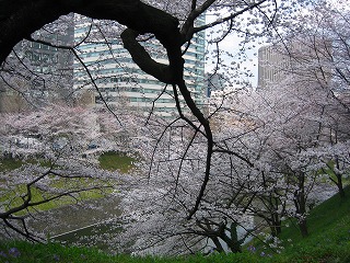 さくらさく　【北の丸公園＆靖国神社】_e0134878_1134636.jpg