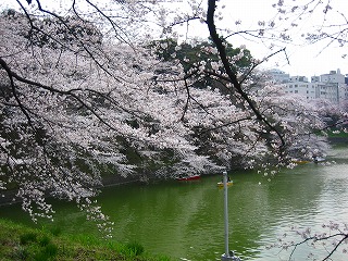 さくらさく　【北の丸公園＆靖国神社】_e0134878_1154358.jpg