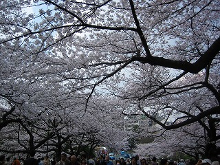 さくらさく　【北の丸公園＆靖国神社】_e0134878_1161771.jpg