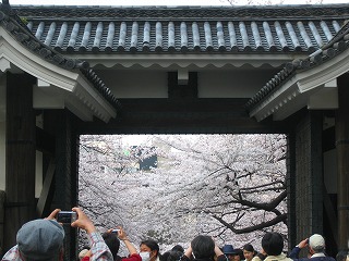 さくらさく　【北の丸公園＆靖国神社】_e0134878_1174095.jpg