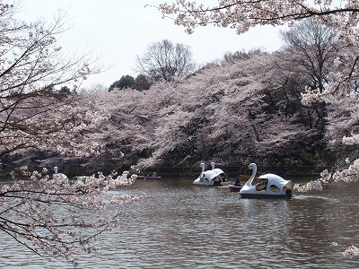 井の頭恩賜公園 ～桜2008編_c0105785_20275520.jpg