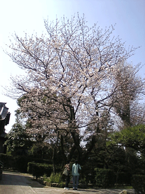 a0096787_18414325.gif