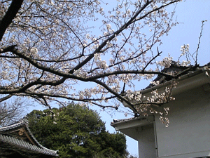 a0096787_1843261.gif