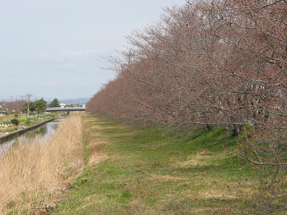 桜は来週かな？_e0086088_23465349.jpg