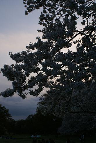 SAKURA2008_a0091891_23383839.jpg