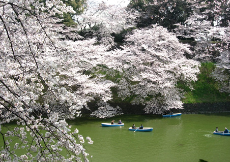 桜日和　千鳥が淵の桜_d0129295_6554498.jpg