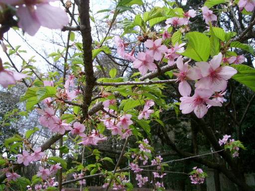 「泉自然公園」の花々（３）_e0025300_11191173.jpg