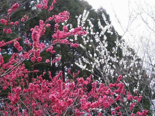 「泉自然公園」の花々（３）_e0025300_11202496.jpg