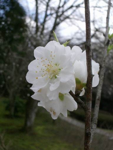 「泉自然公園」の花々（３）_e0025300_1121569.jpg